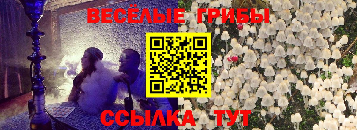 Псилоцибиновые грибы мицелий Новосибирск